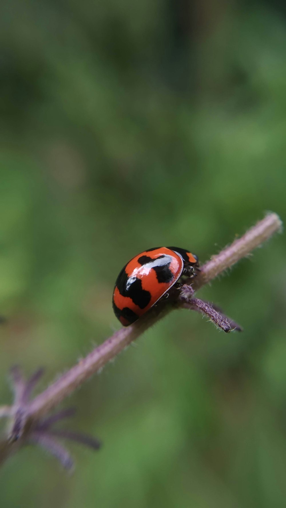 orange and black ladybug on green leaf in close up photography during daytime