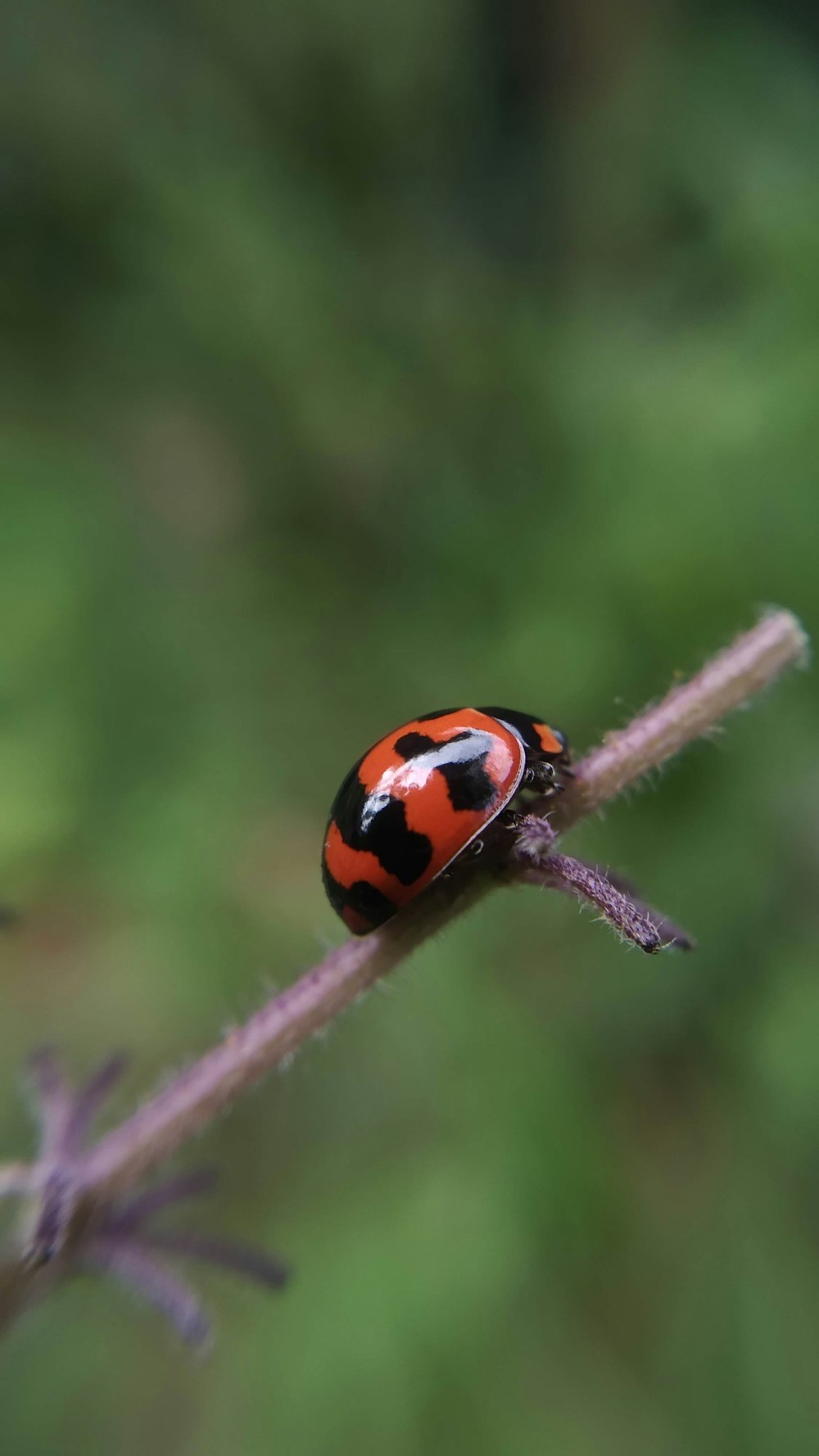 coccinelle orange et noire sur feuille verte en gros plan photographie pendant la journée