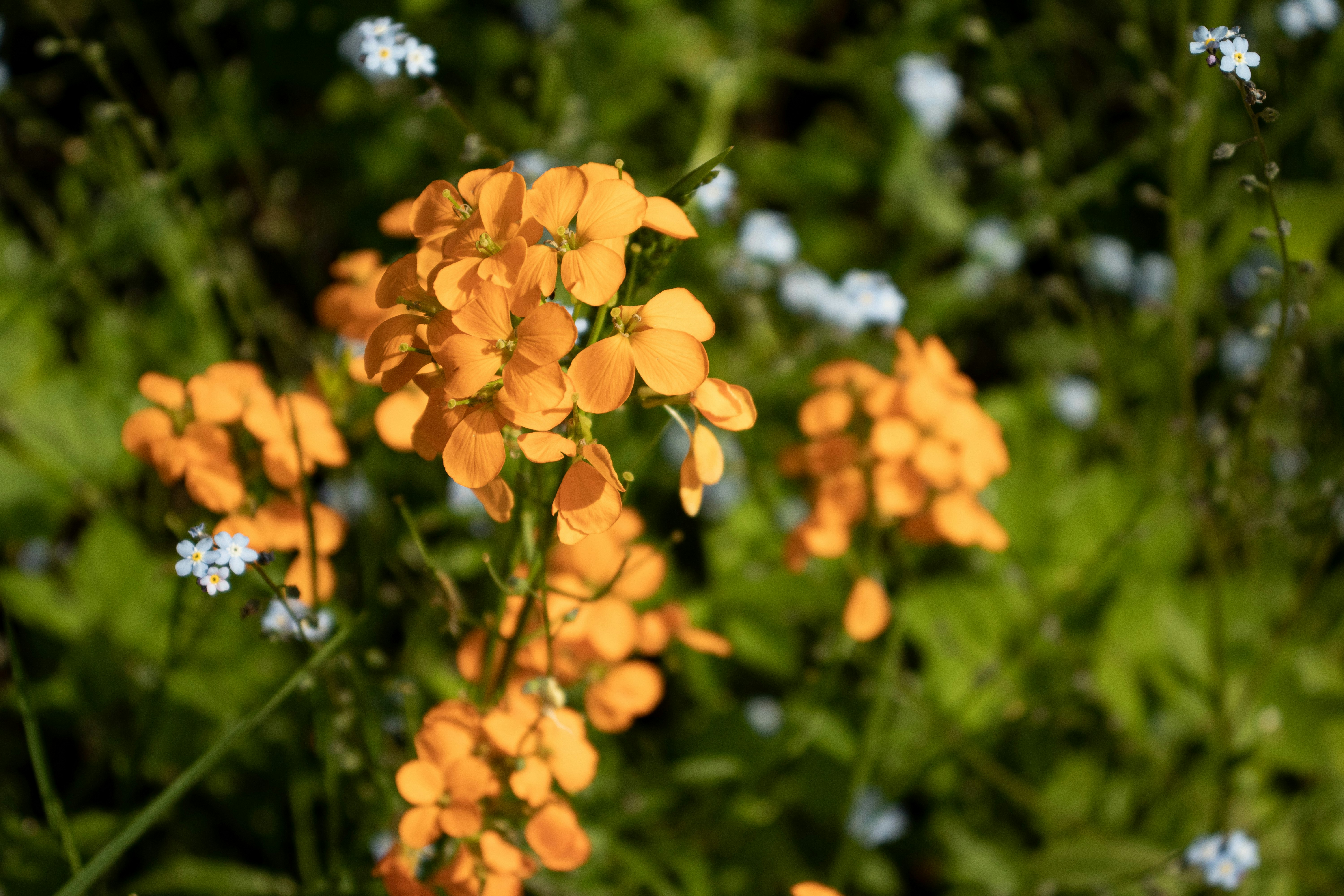 yellow flowers with green leaves