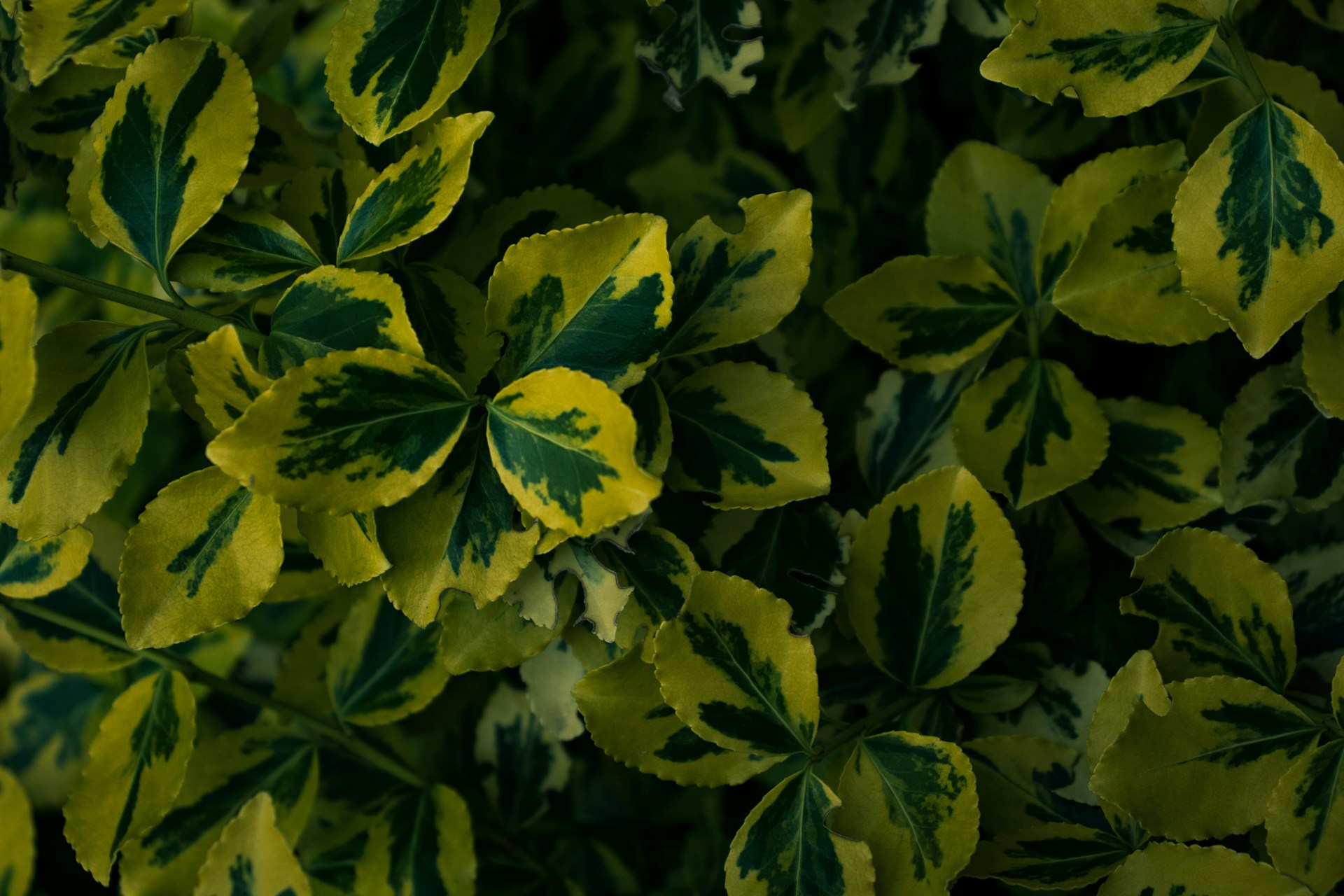 yellow and green leaves during daytime