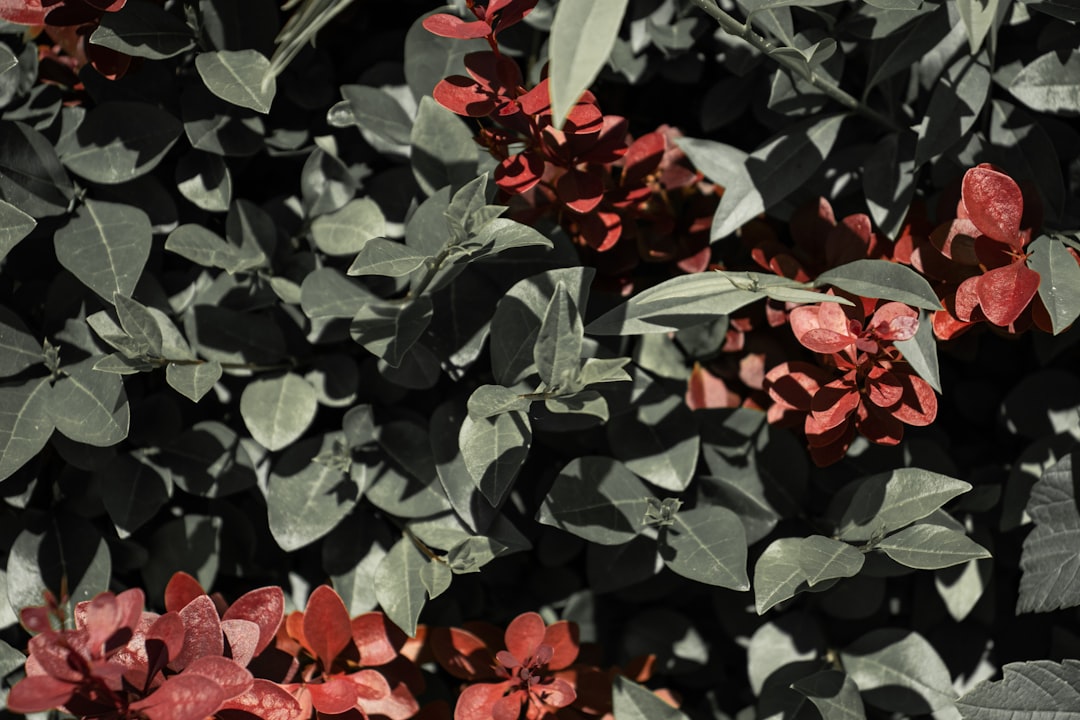 red flowers with green leaves