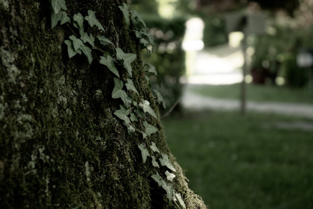 green moss on brown tree trunk