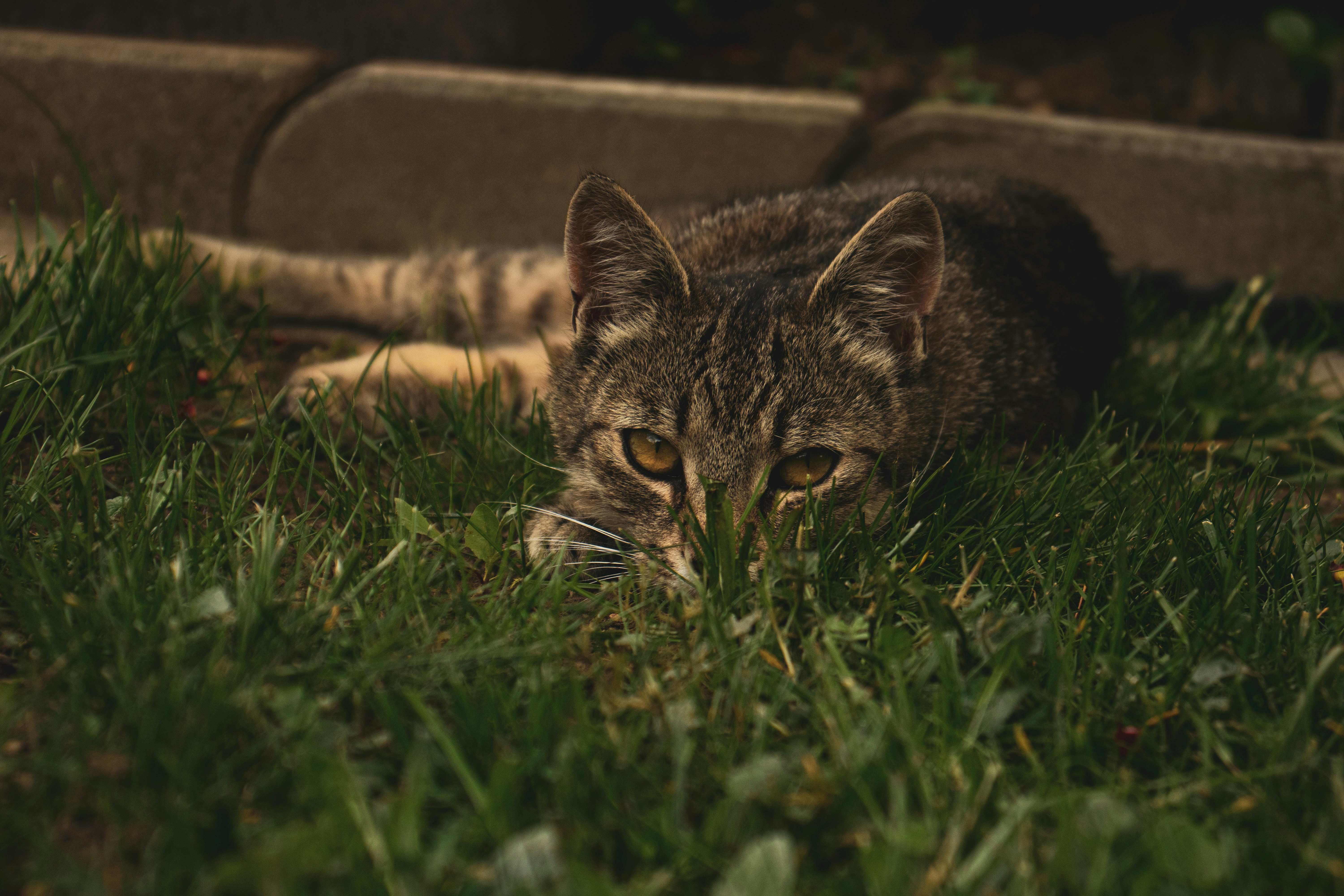 Photo by snowmountainer