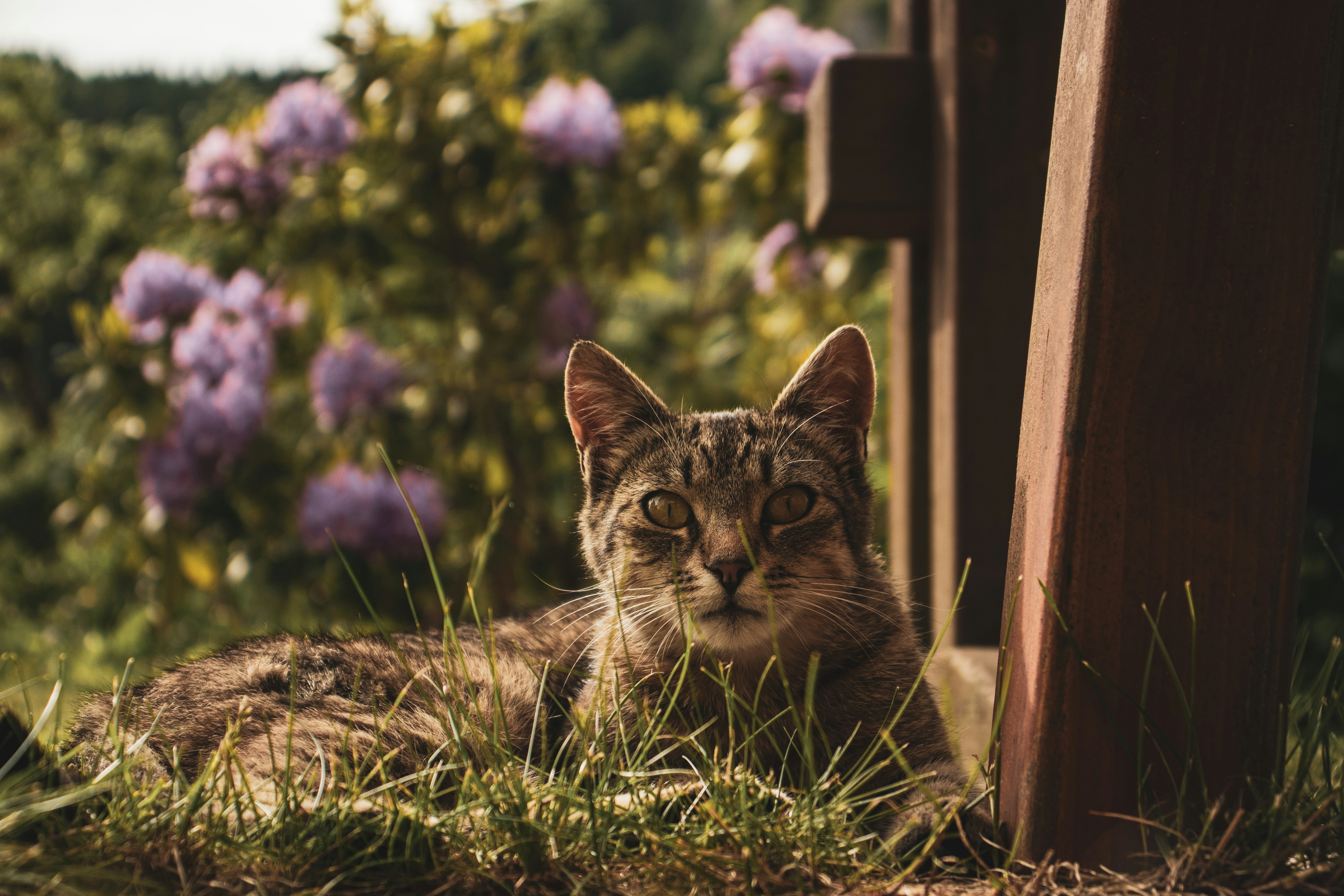 brown tabby cat on green grass field