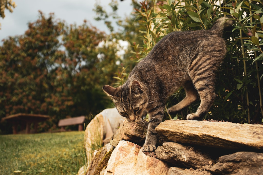 brown tabby cat on brown rock