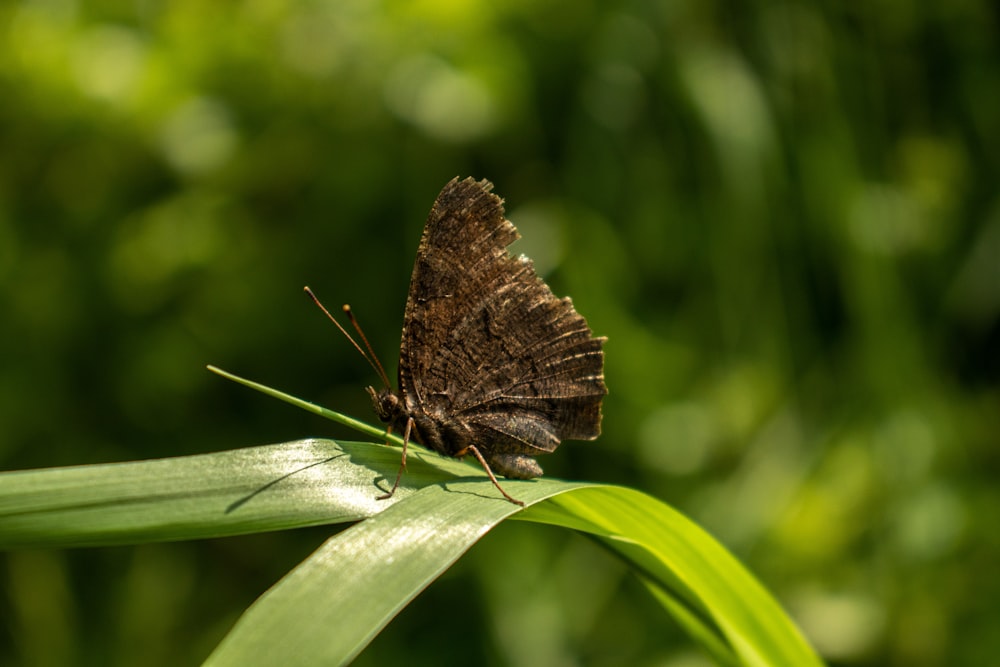 Brauner Schmetterling sitzt tagsüber auf grünem Blatt in Nahaufnahmen