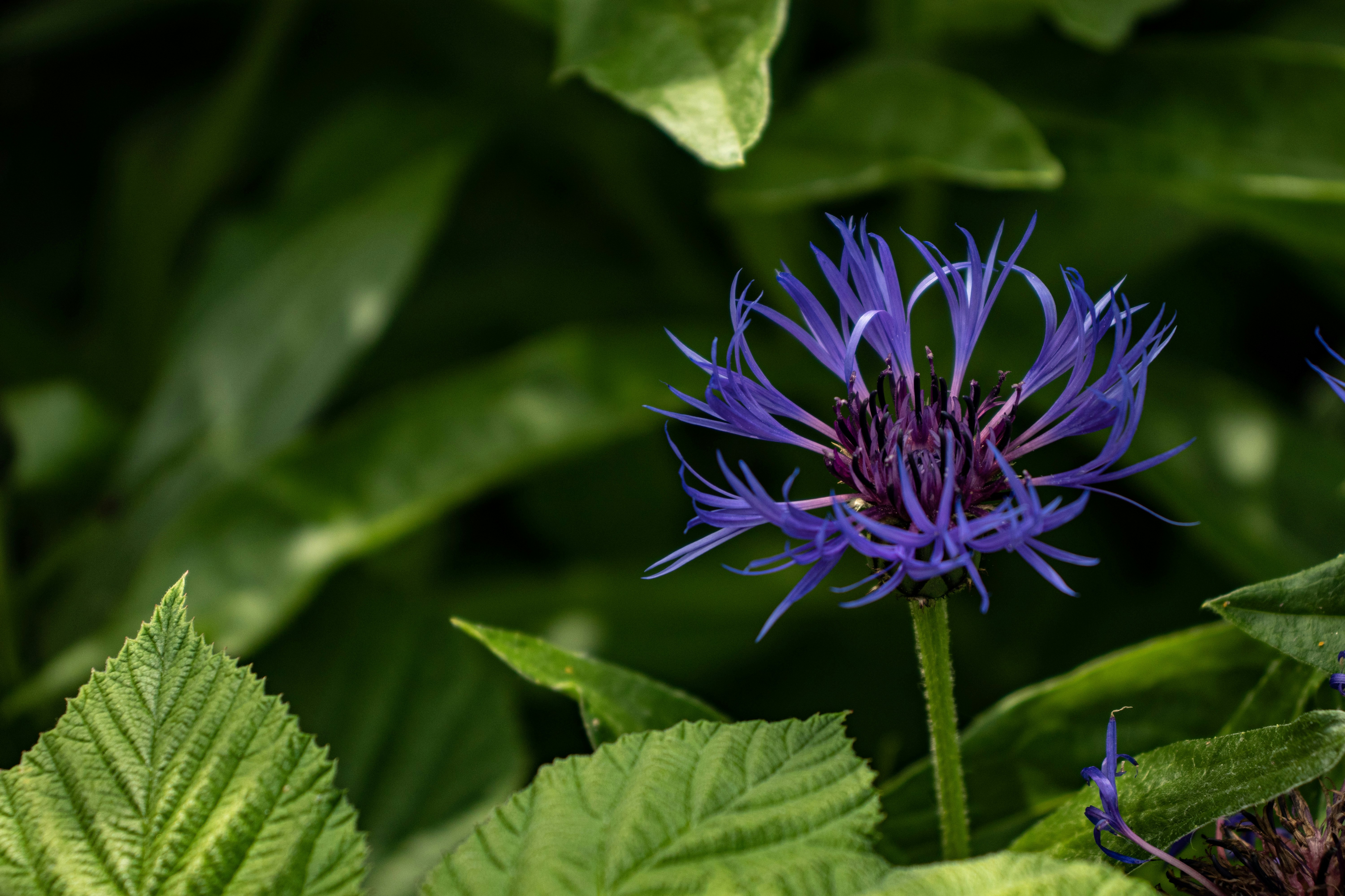 purple flower in tilt shift lens