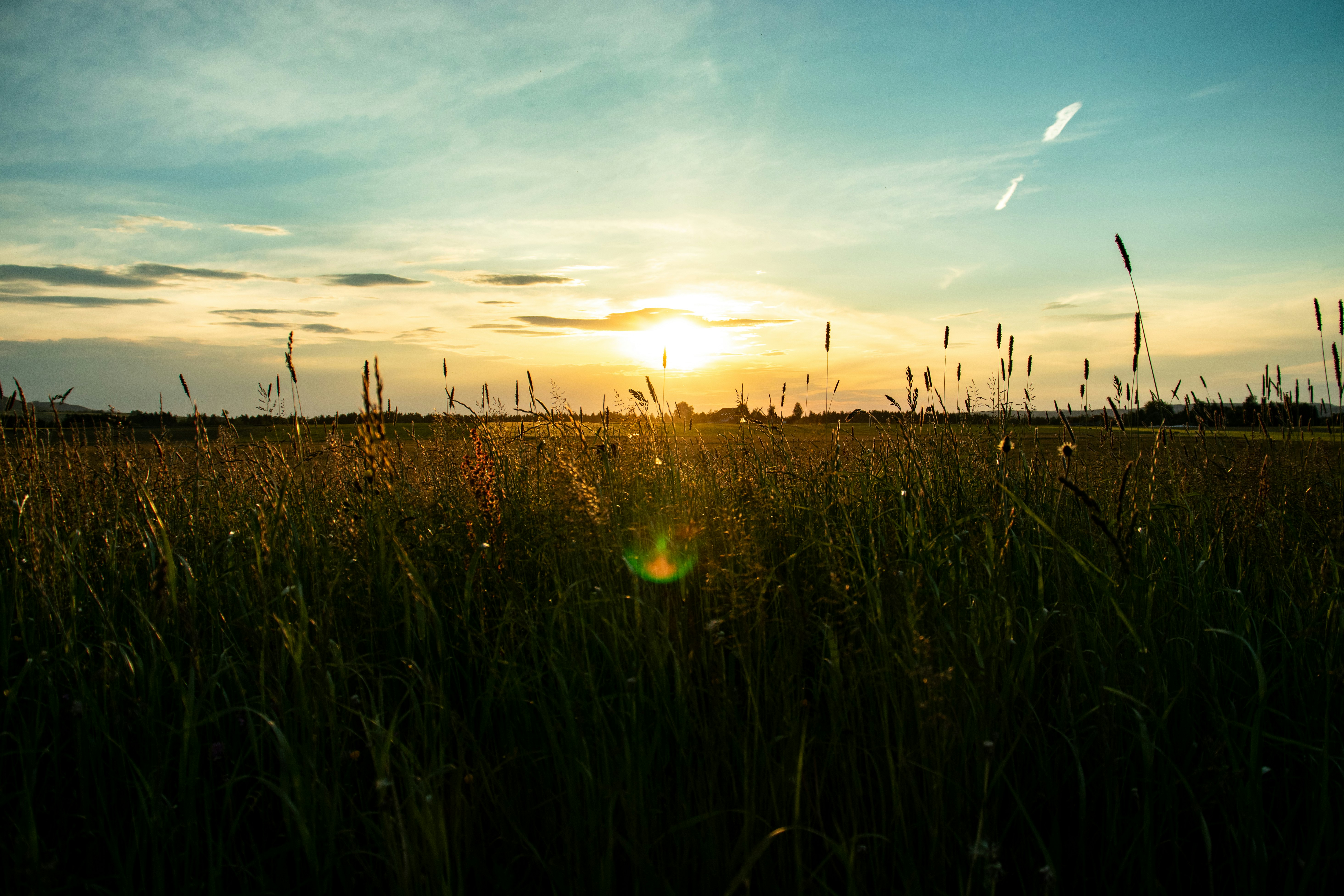 green grass field during sunset