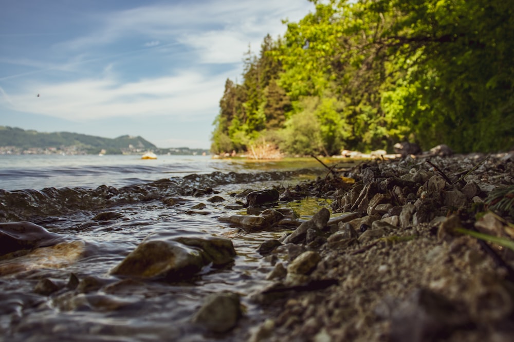 green trees beside body of water during daytime