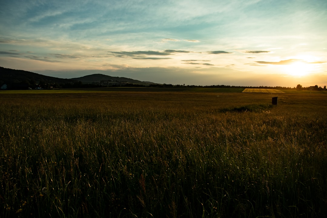 green grass field during sunset