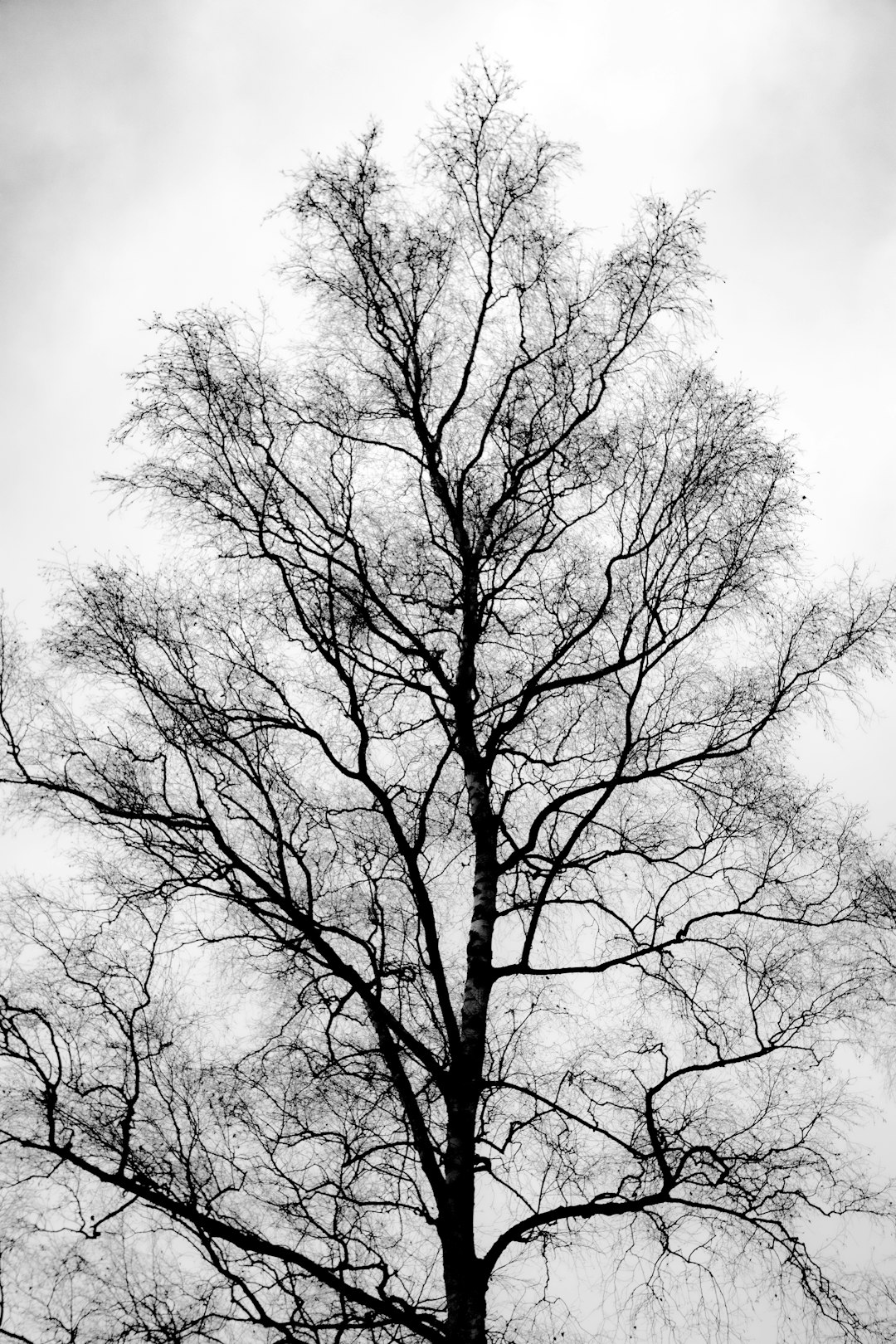 leafless tree under white clouds