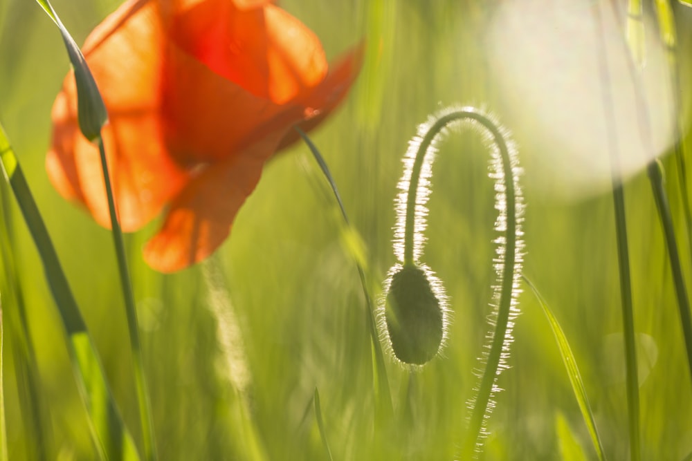 orange poppy in bloom during daytime