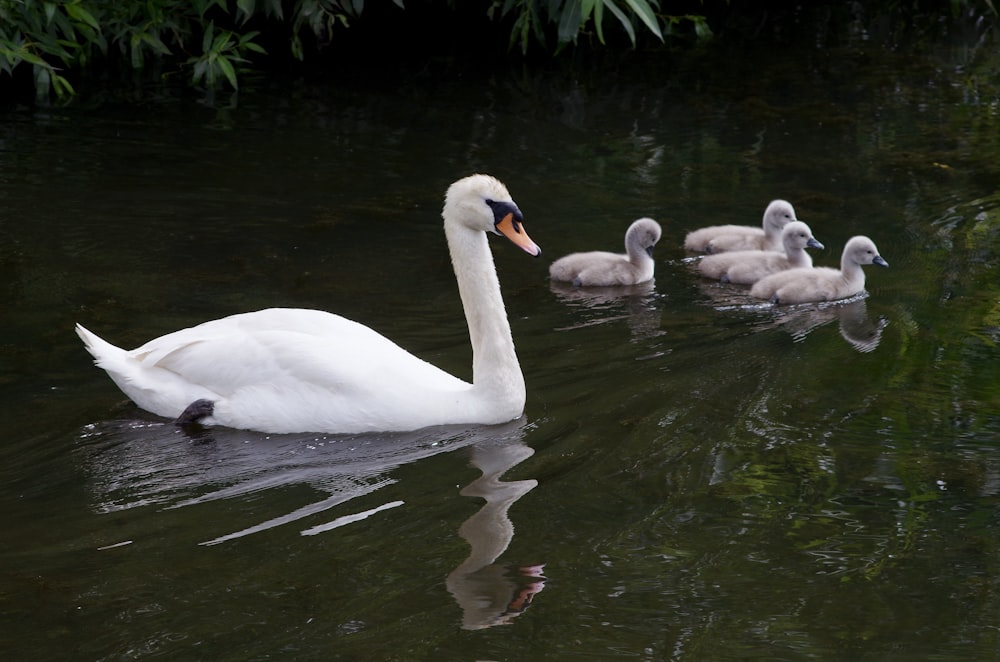 white swan on water during daytime