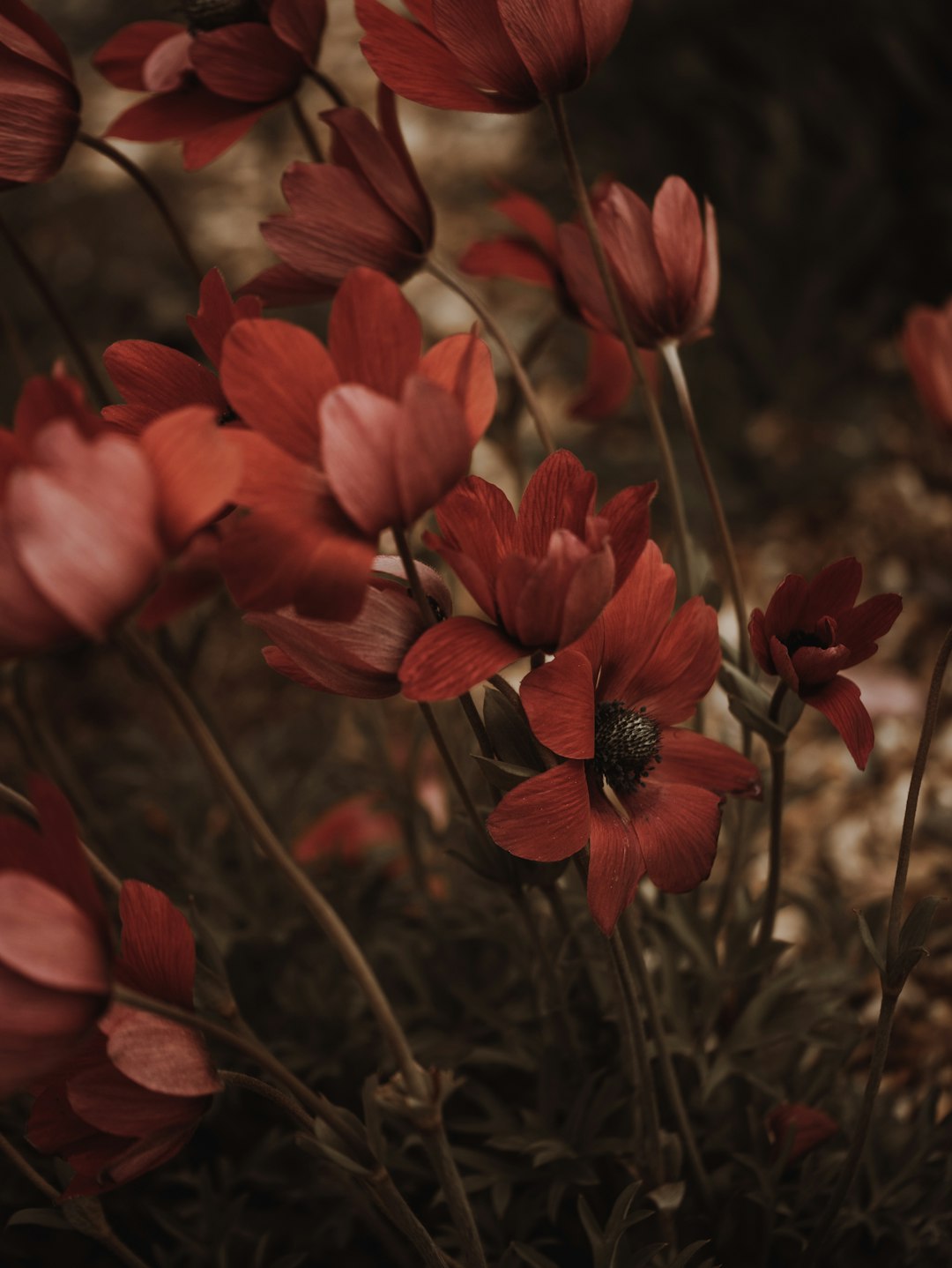 red flower in macro shot