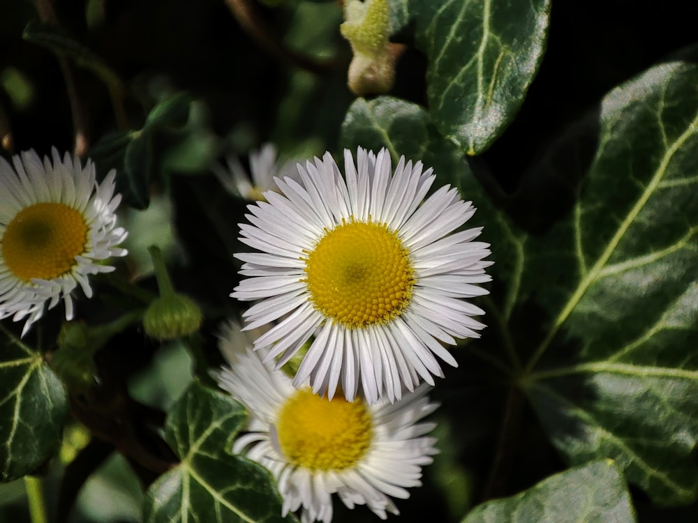 white and yellow daisy in bloom during daytime