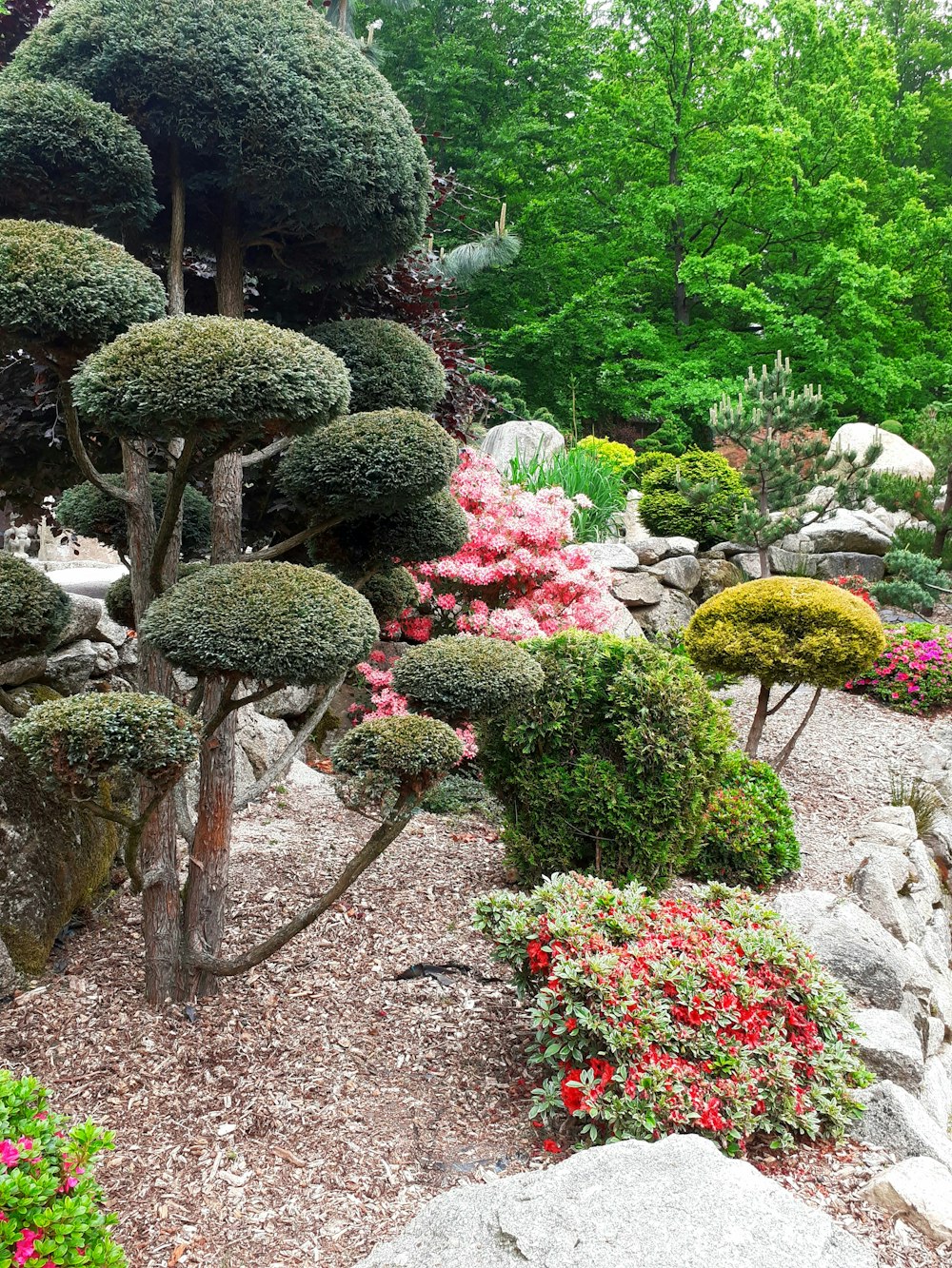 green and red plants on brown soil