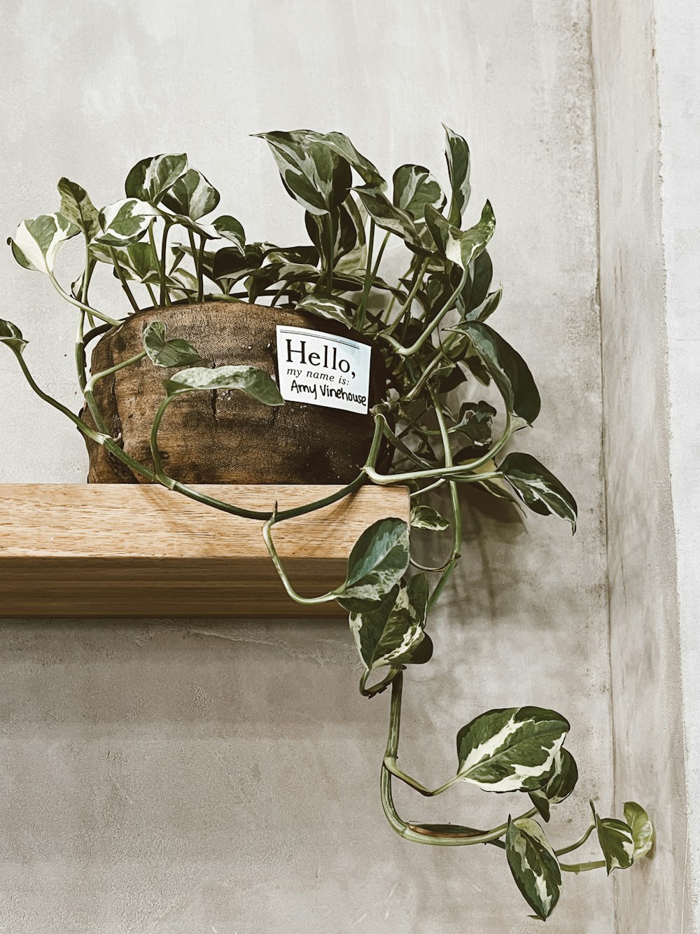 green plant on brown wooden table