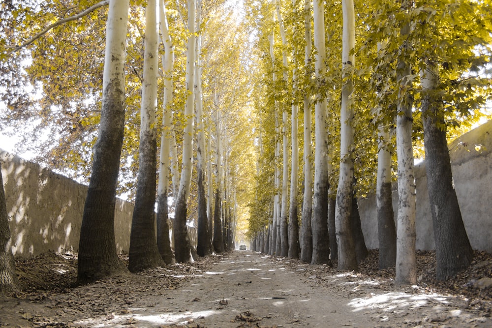 brown trees on gray soil