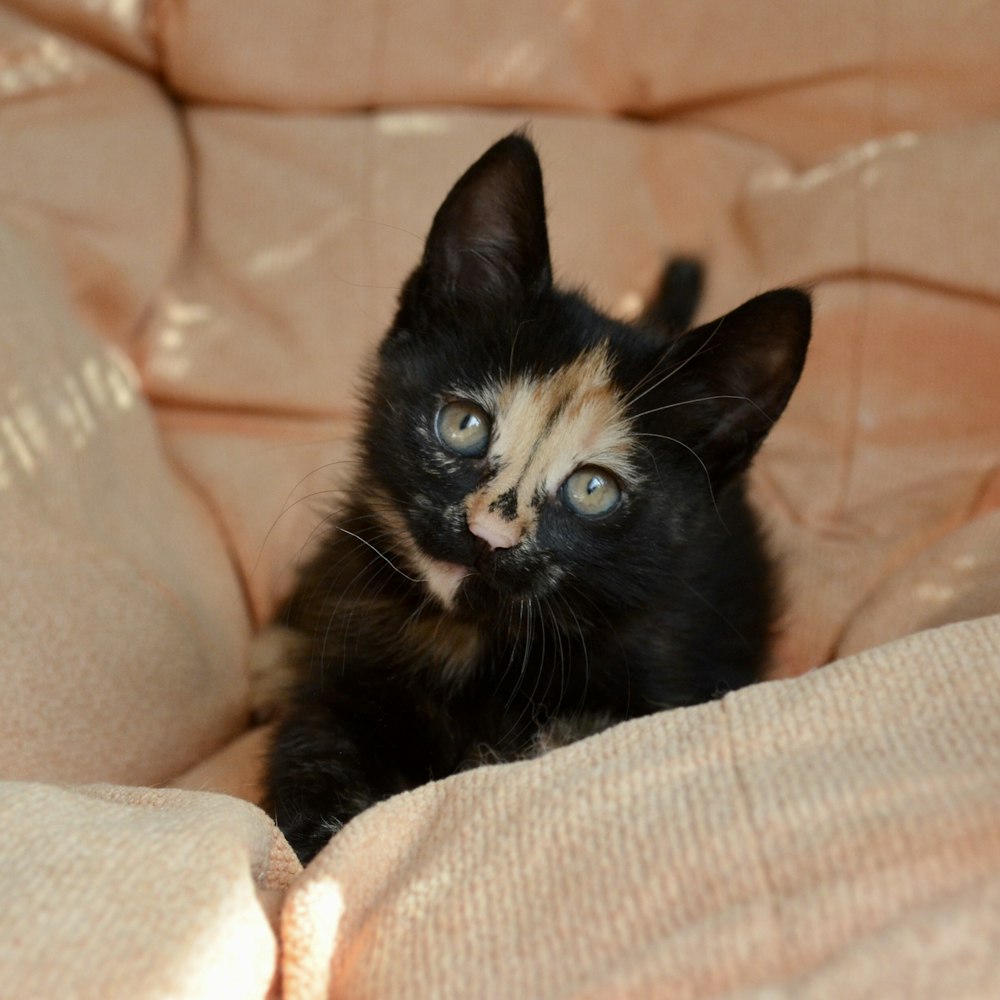 black kitten on brown textile