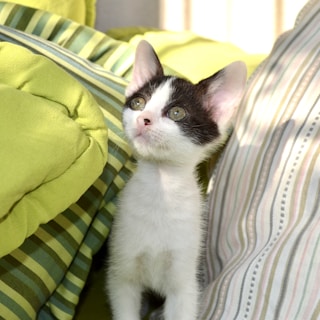 A small black and white kitten with large eyes gazes upwards while surrounded by green and striped cushions.
