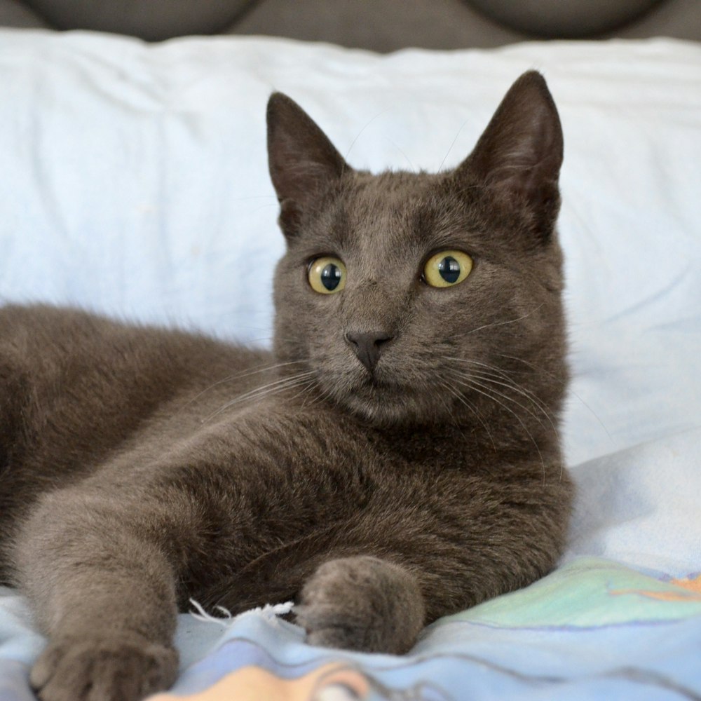 brown cat lying on white textile