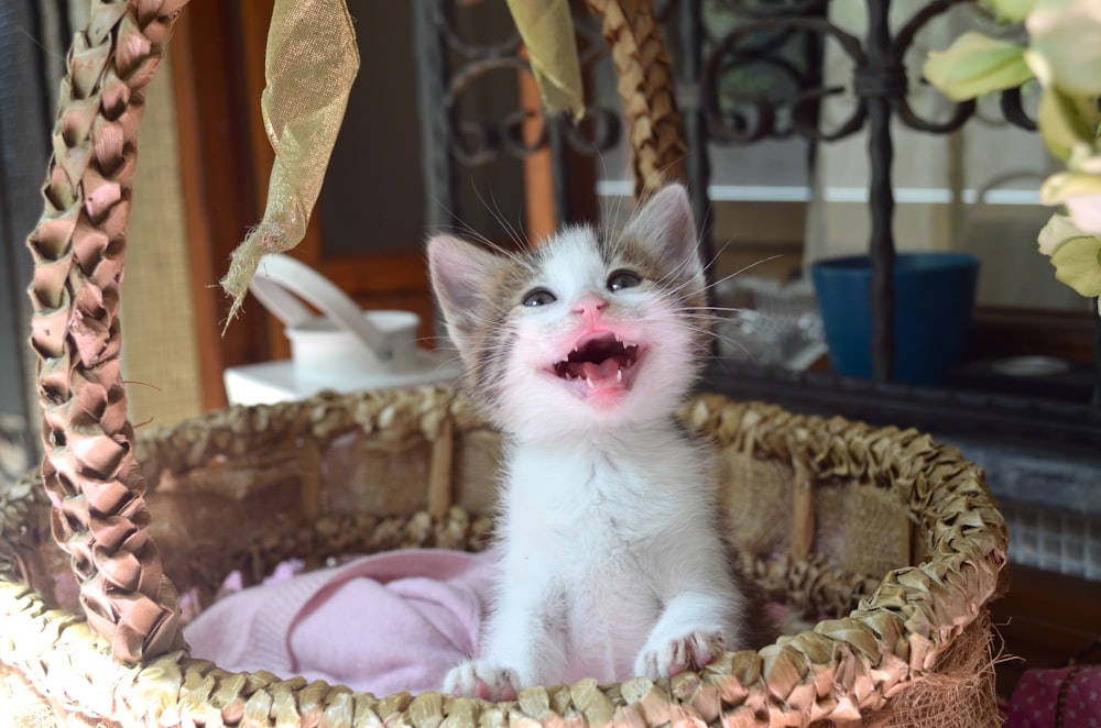 white kitten on pink textile