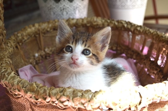 A small kitten with a mix of white, brown, and black fur is sitting inside a woven basket. The kitten has large, curious eyes and is surrounded by a warm, natural light. The basket is textured and appears to be made from straw or similar material. In the background, there are out-of-focus objects that resemble plant pots.