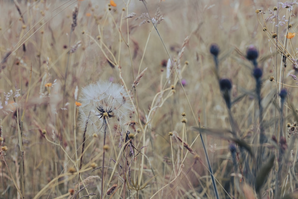 white dandelion in close up photography