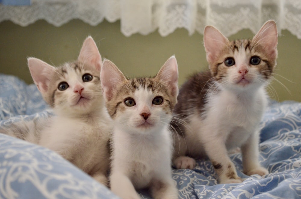 white and brown tabby kitten