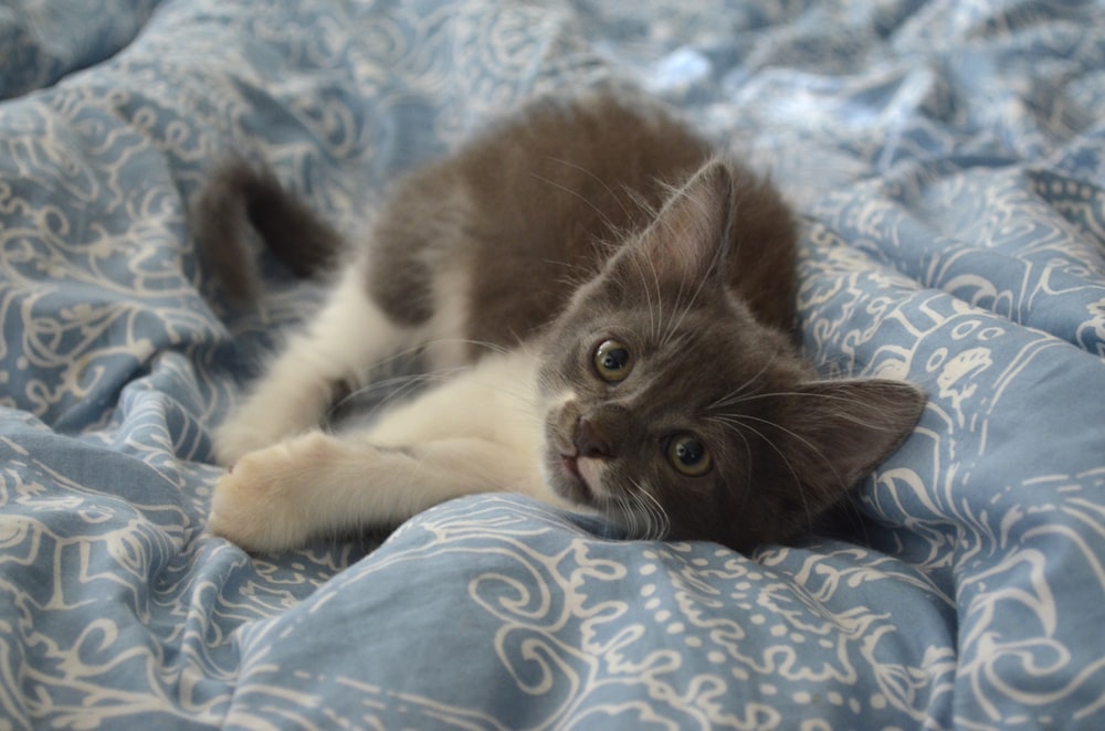 brown and white cat lying on blue and white floral textile