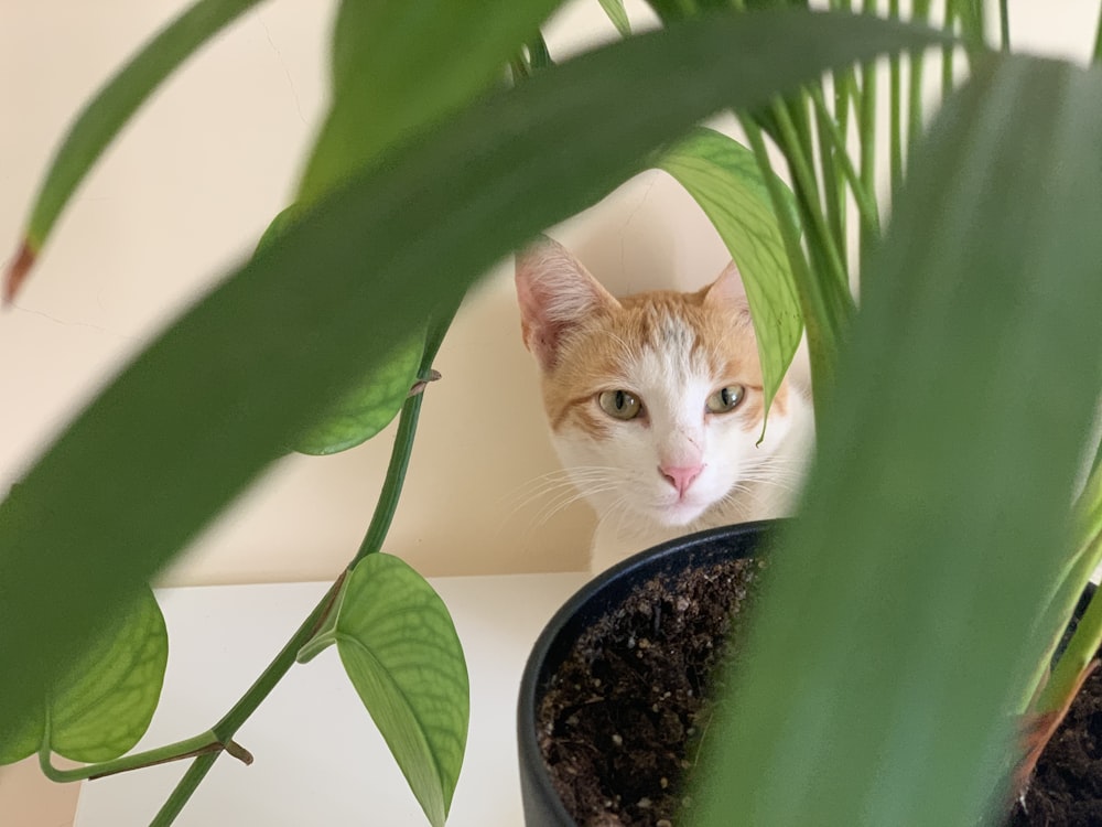 orange tabby cat on black pot