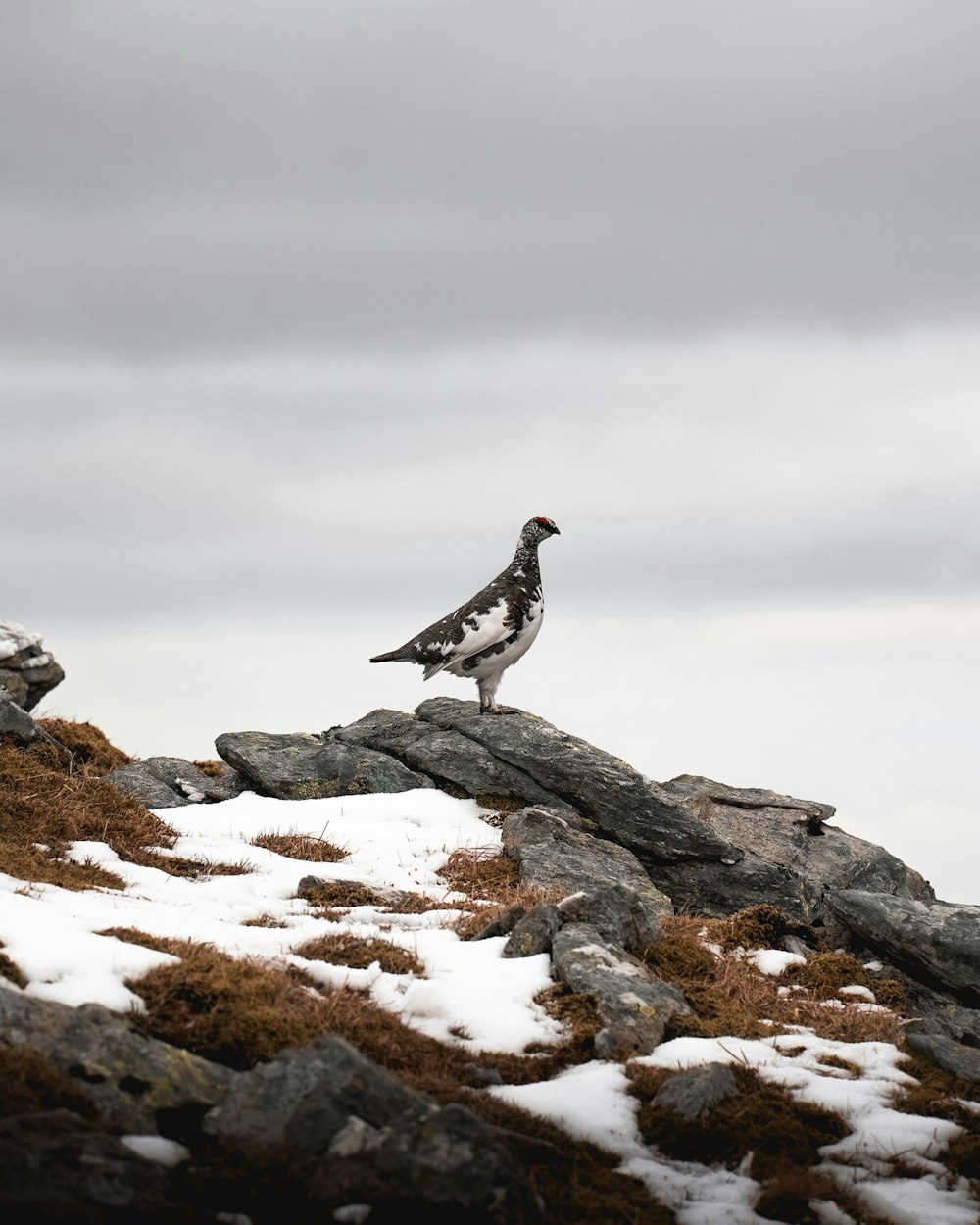 white and black bird on gray rock