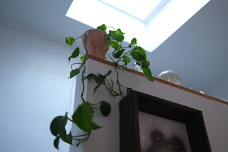 green plant on brown wooden table