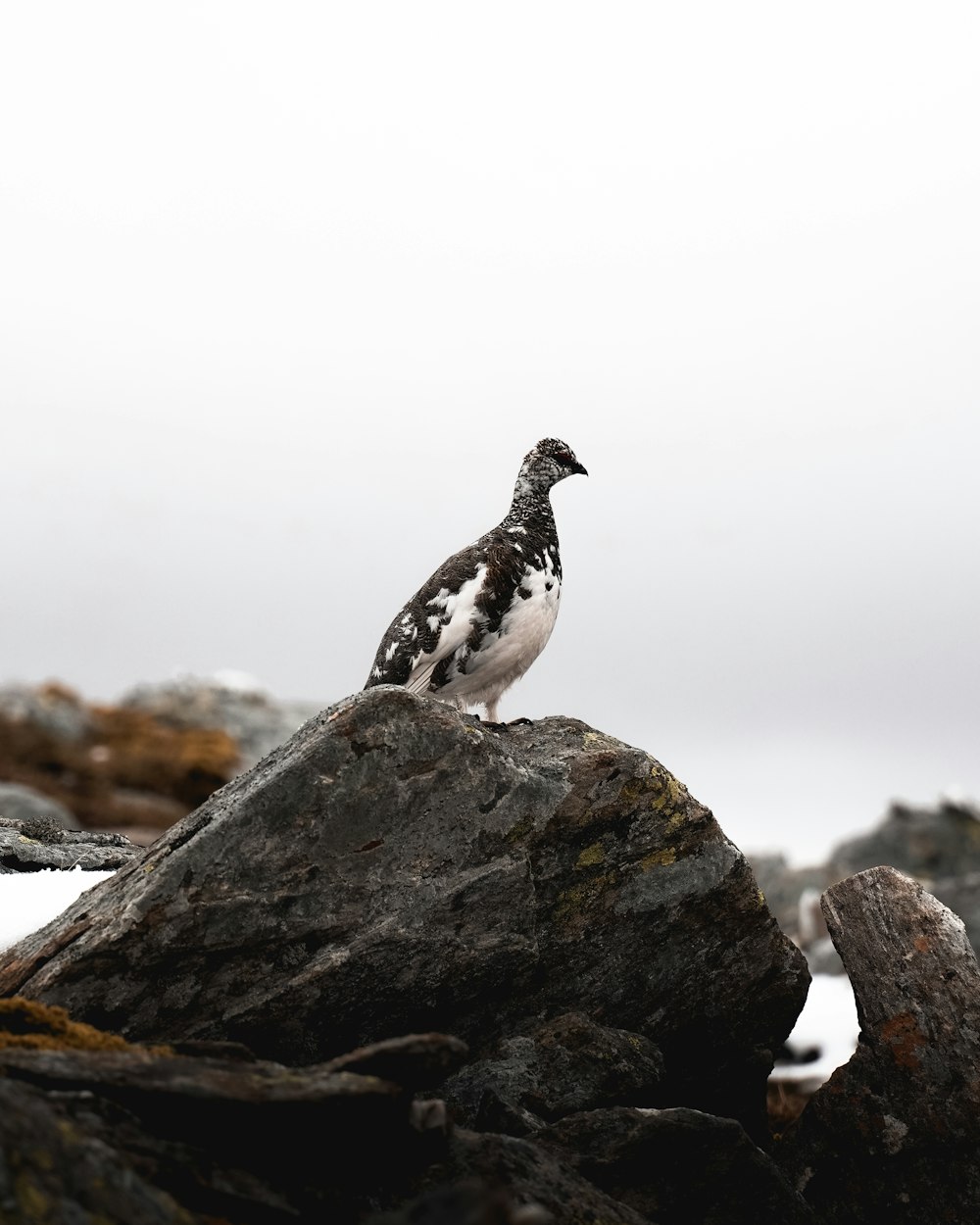 pájaro blanco y negro sobre roca negra