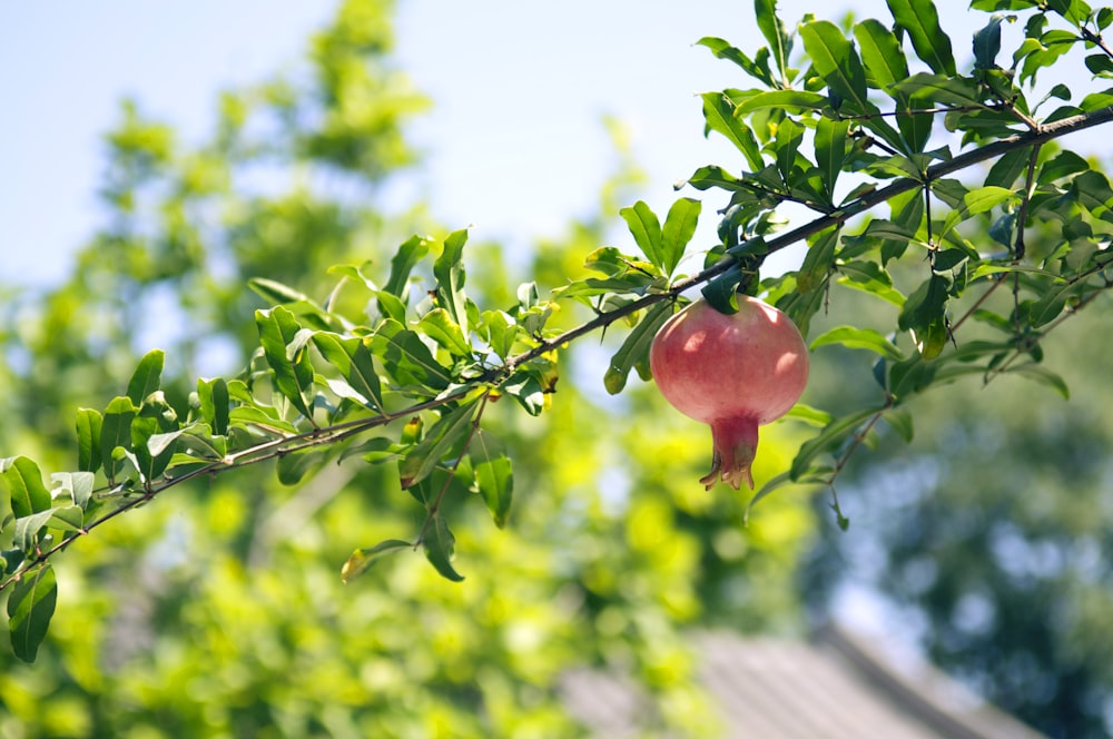 rote Apfelfrucht tagsüber am Baum