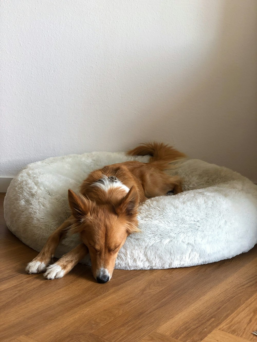 brown and white long coated dog lying on white textile