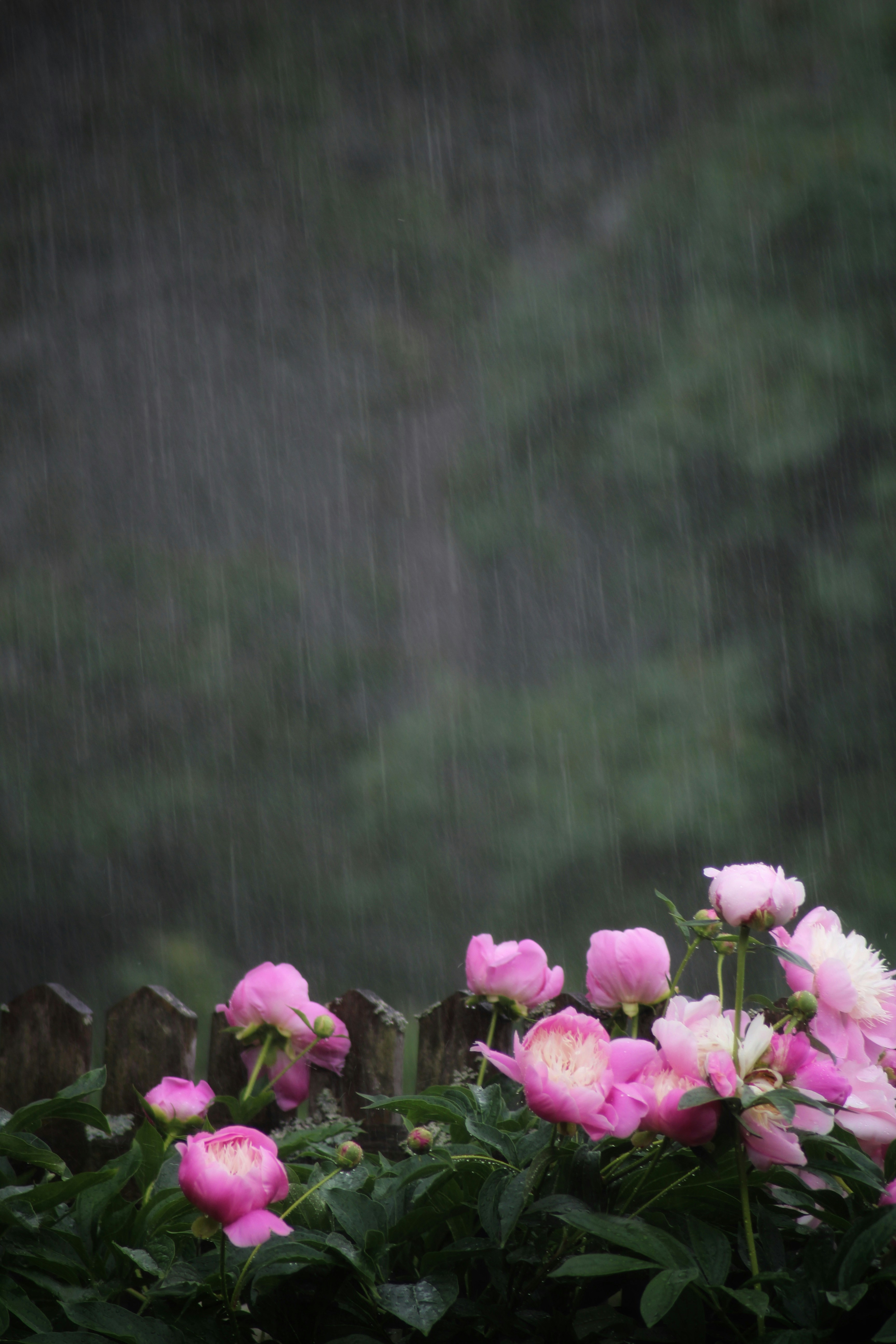 사랑은 봄비처럼 이별은 겨울비처럼 가사 정보 이미지1