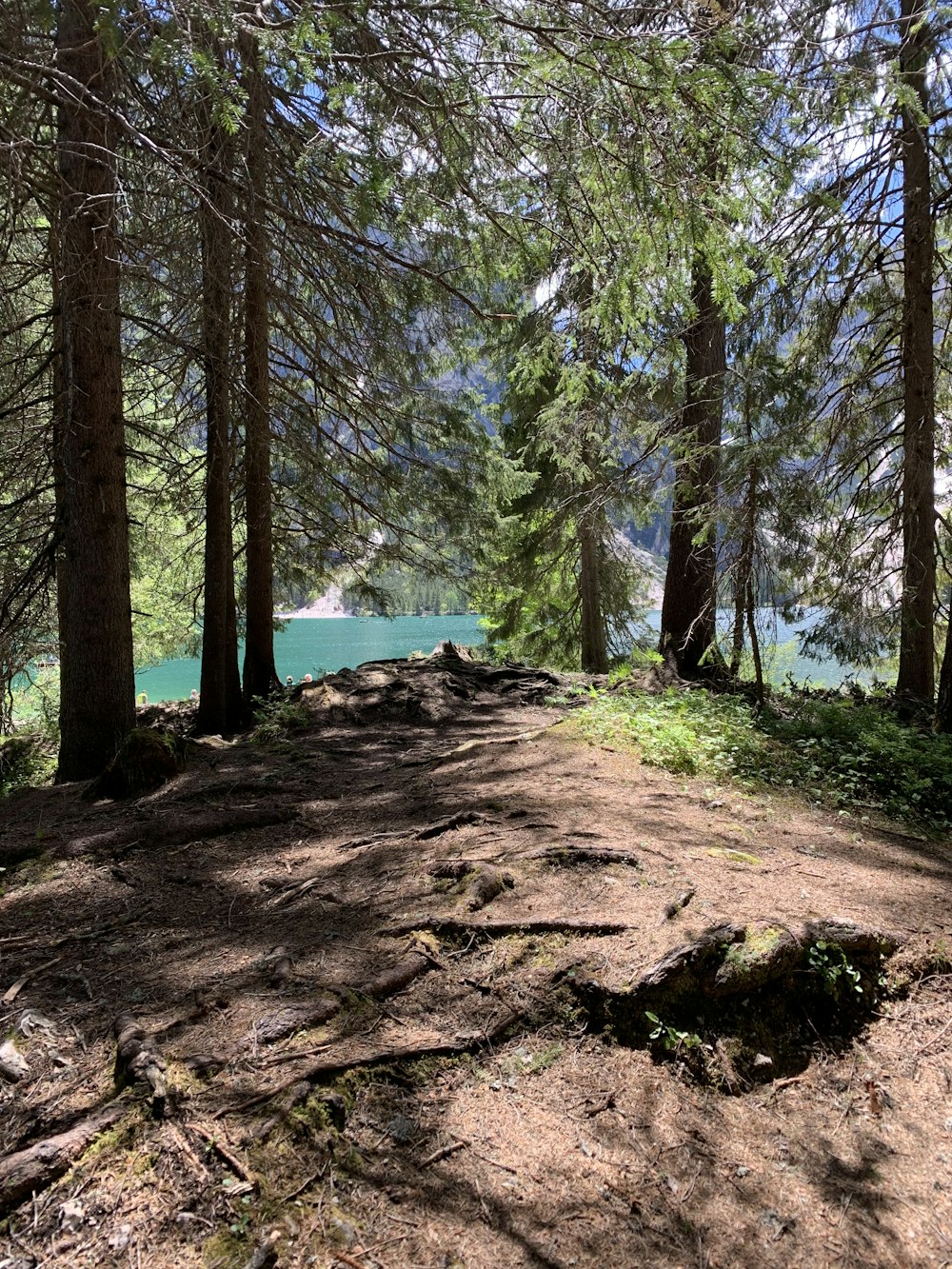 tronco d'albero marrone vicino al lago durante il giorno