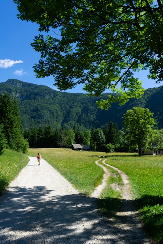 green trees on green grass field during daytime in Bohinj Slovenia