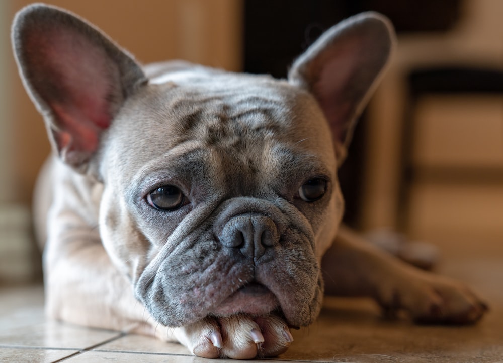 brown and white french bulldog puppy