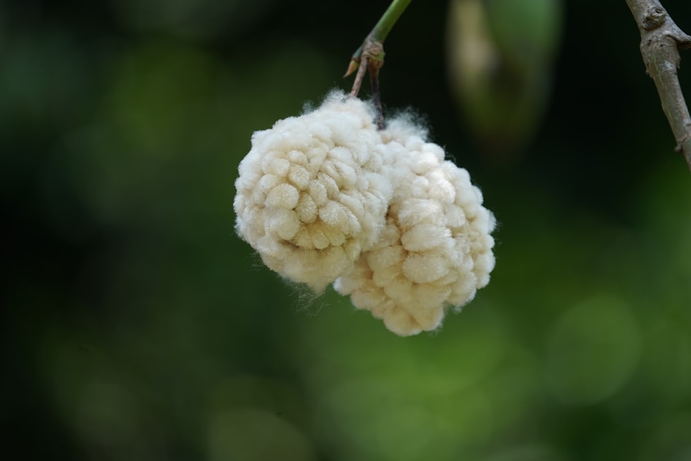 white flower in macro shot