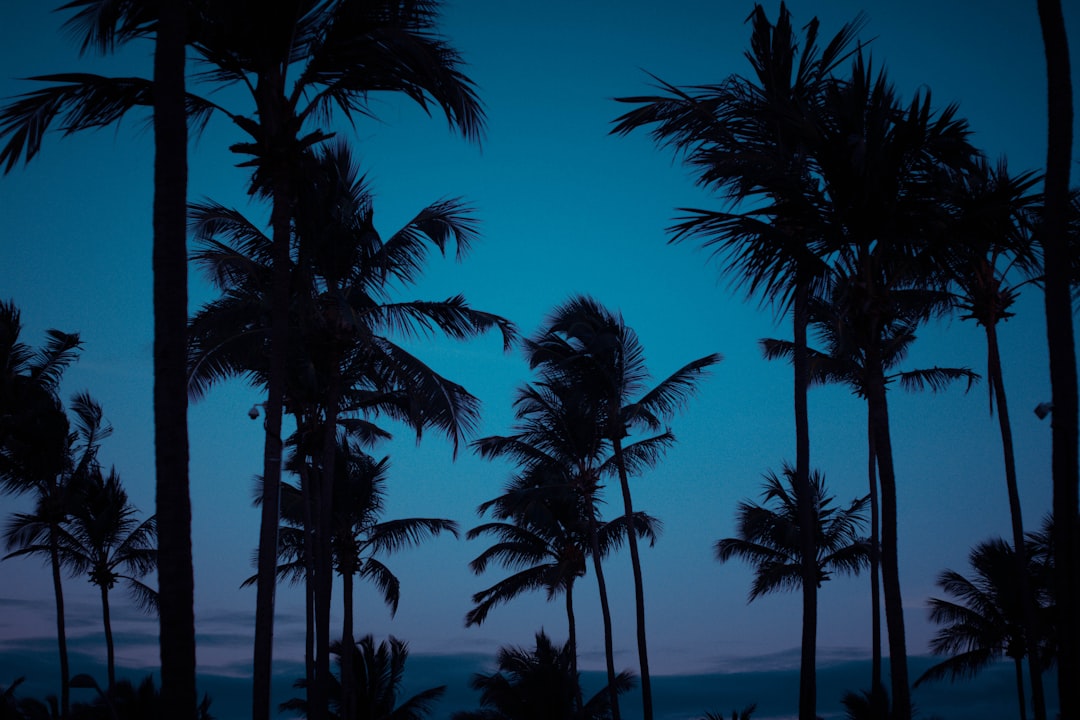 palm trees under blue sky during daytime