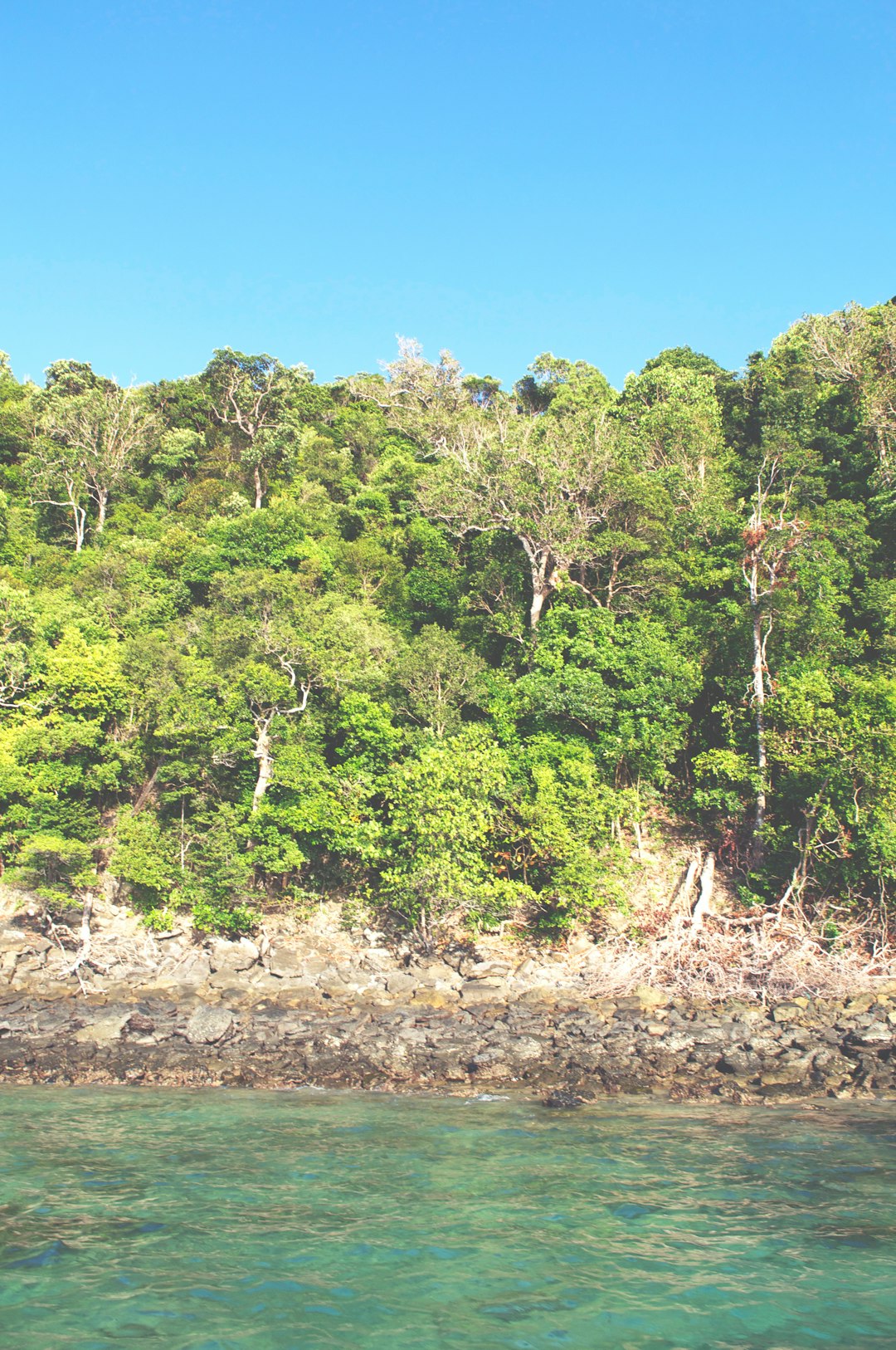 green trees on brown soil during daytime