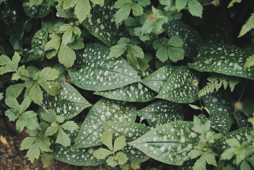 green leaves plant with water droplets