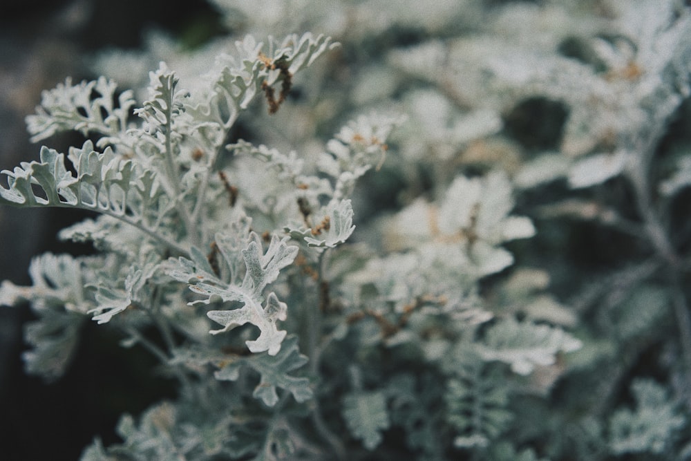 white flowers in tilt shift lens