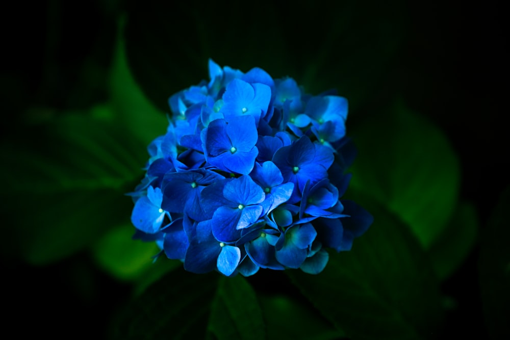 flor azul na foto macro