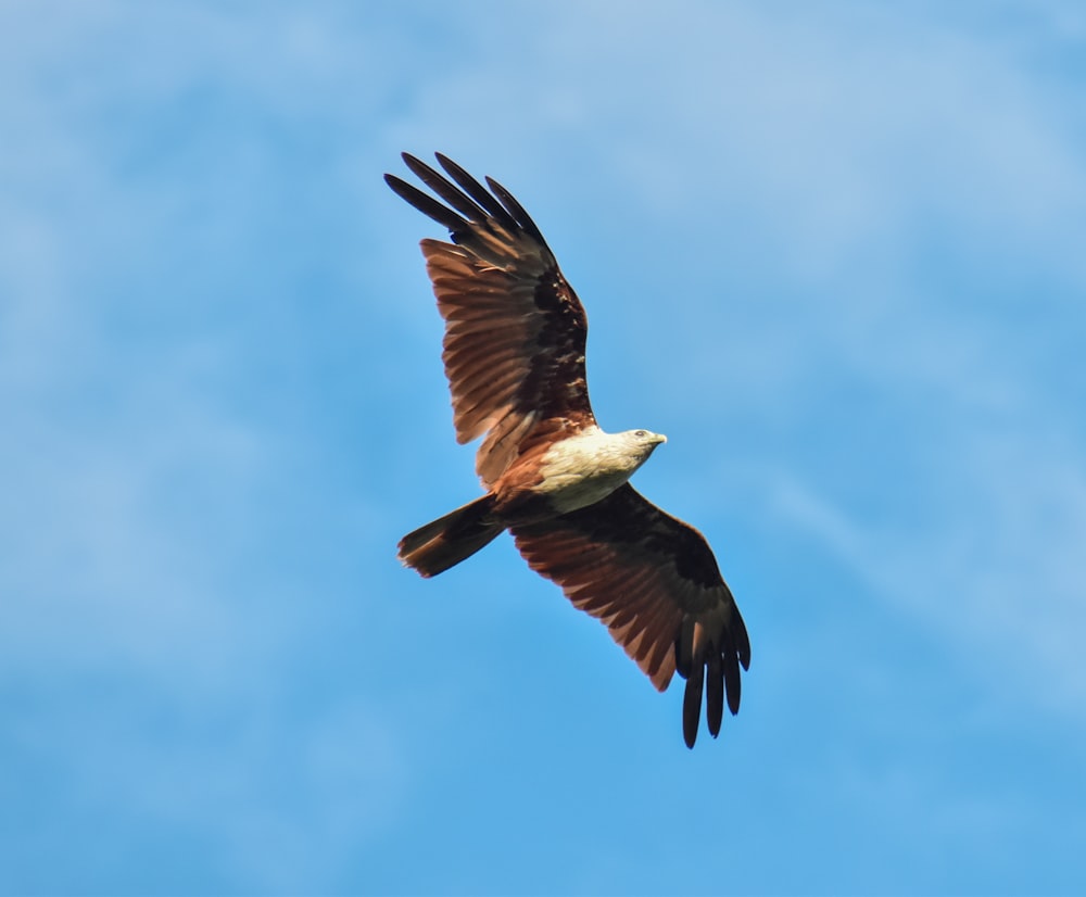 águia marrom e branca voando sob o céu azul durante o dia