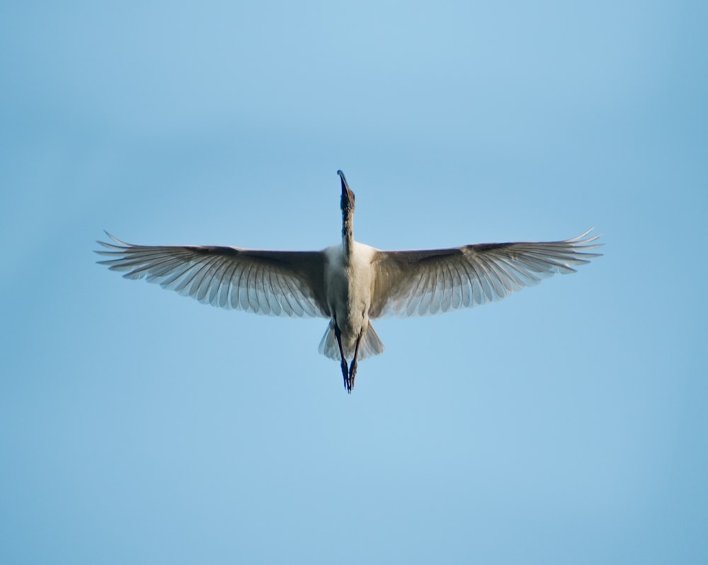 white bird flying during daytime