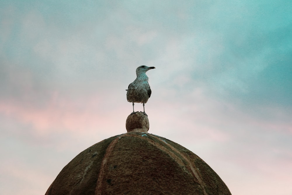 gray and white bird on brown rock