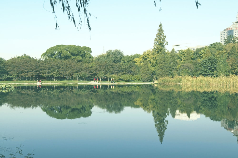 green trees beside body of water during daytime